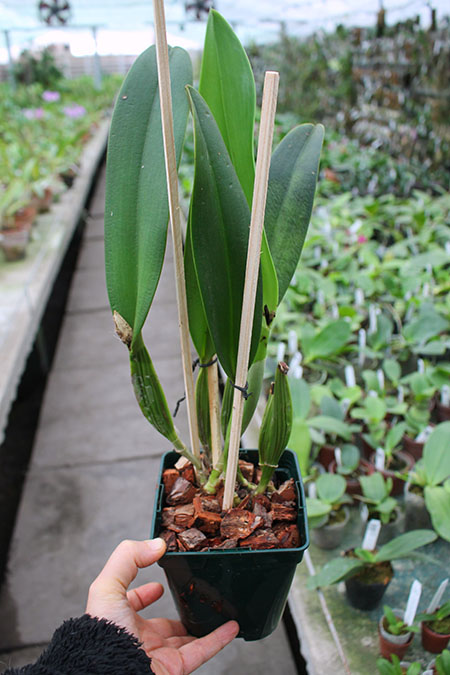 Cattleya warscewiczii.JPG