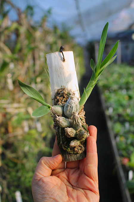 Encyclia citrina.jpg