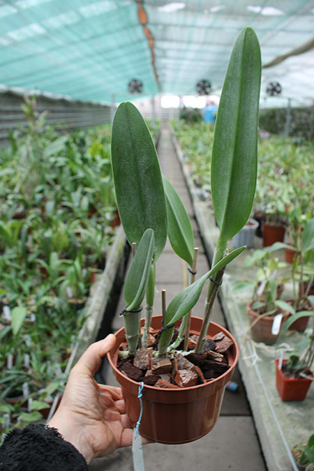 Rhyncholaelia digbyana.jpg