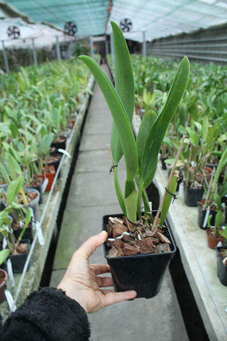 Brassolaeliocattleya Eve Marie Barnett.jpg