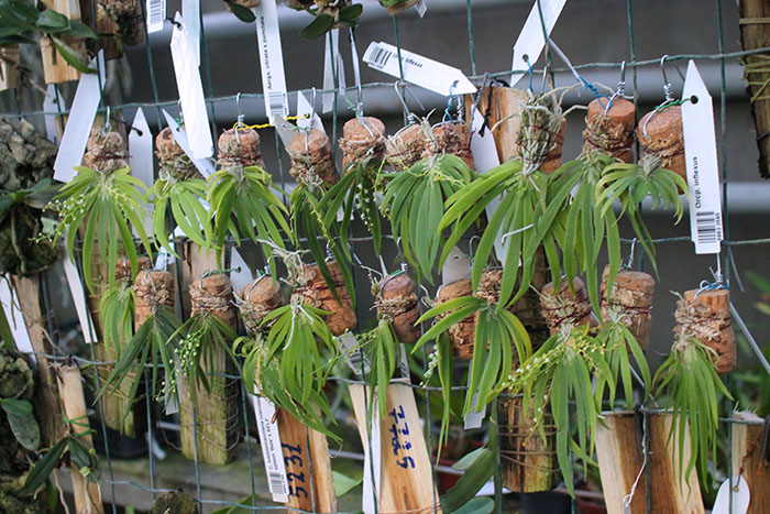 Ornithocephalus inflexus.jpg