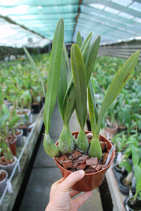 Encyclia hanburyi.jpg