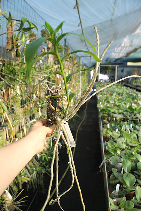 Dendrobium anosmum var giganteum.jpg