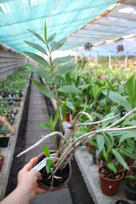 Dendrobium ionopus.jpg