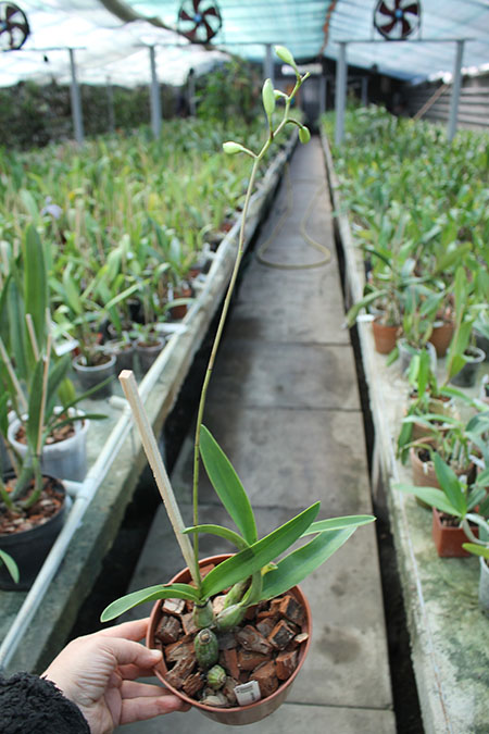 Laelia eyermaniana.jpg