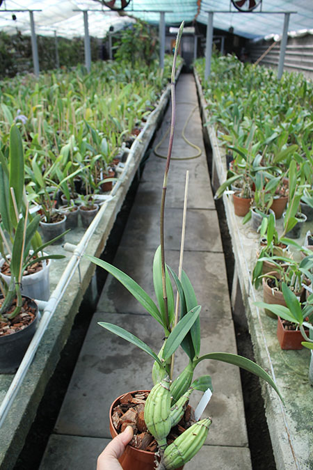 Laelia autumnallis.jpg