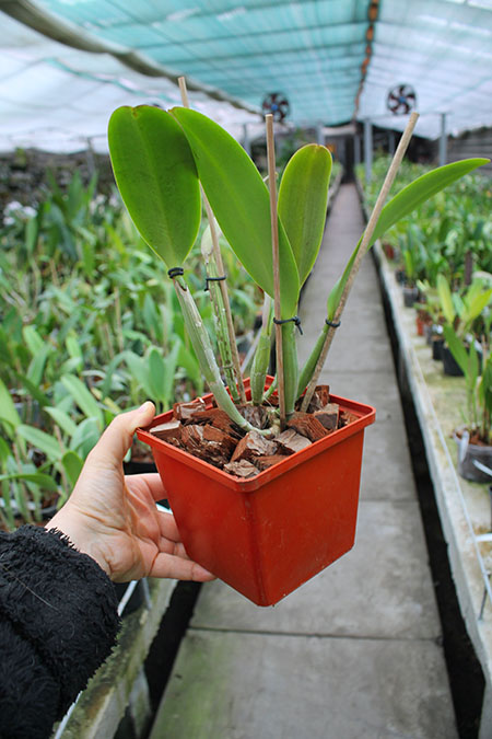 Cattleya lueddemanniana 'Negrita' x Cattleya lueddemanniana 'Dark'.jpg