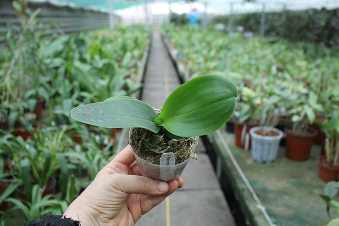 Phalaenopsis Rainbow Chip.jpg