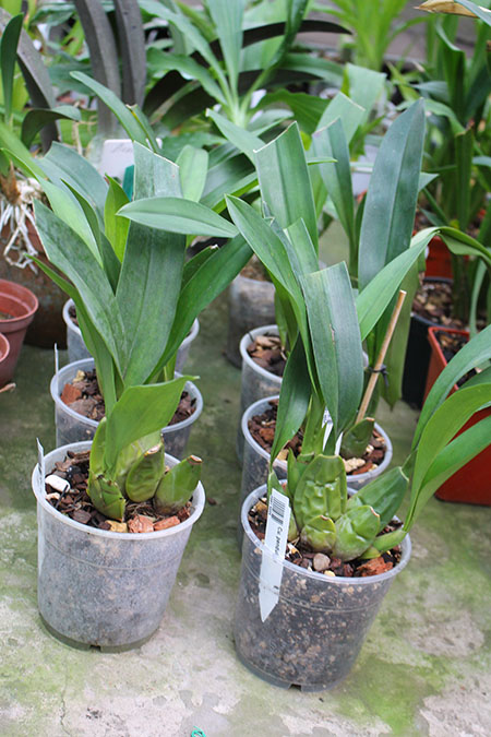 Cuitlauzina pendulum.jpg