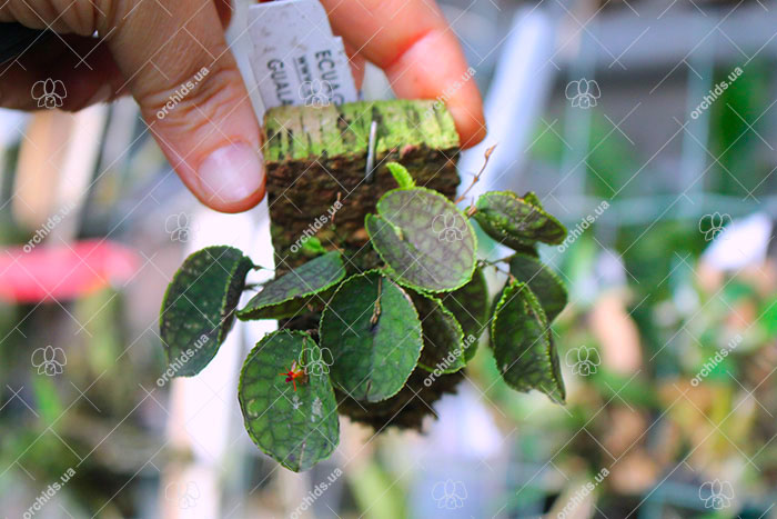 Lepanthes tentaculata.jpg