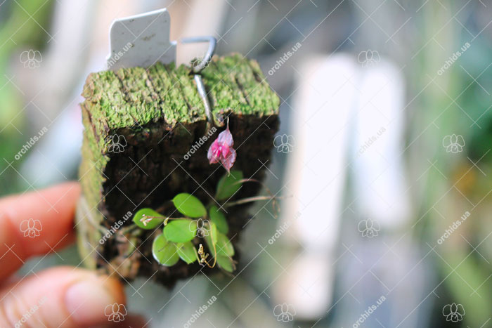 Lepanthes tsubotae.jpg