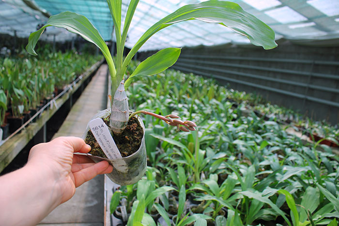 Mormodia Leopard Drops ''SVO' x Catasetum expansum 'Linda'.jpg