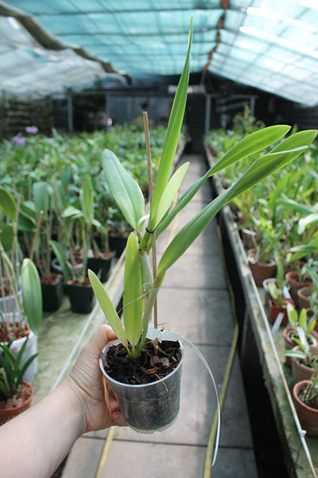 Cattleya warneri alba 'Colossus' x Laelia kautsky.jpg