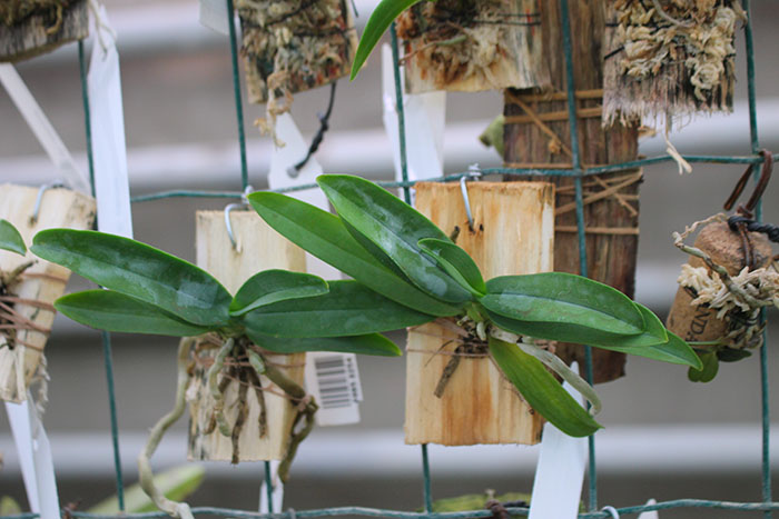 Tuberolabium kotoense.jpg