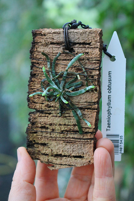 Taeniophyllum obtusum.jpg