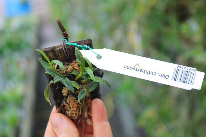 Dendrobium cuthbertsonii.jpg