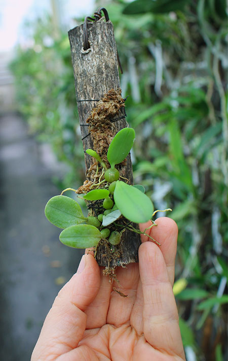 Bulbophyllum taiwanense.jpg