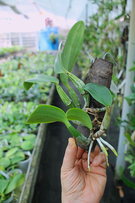 Cattleya walkeriana coerulea 'Blue Moon'.jpg