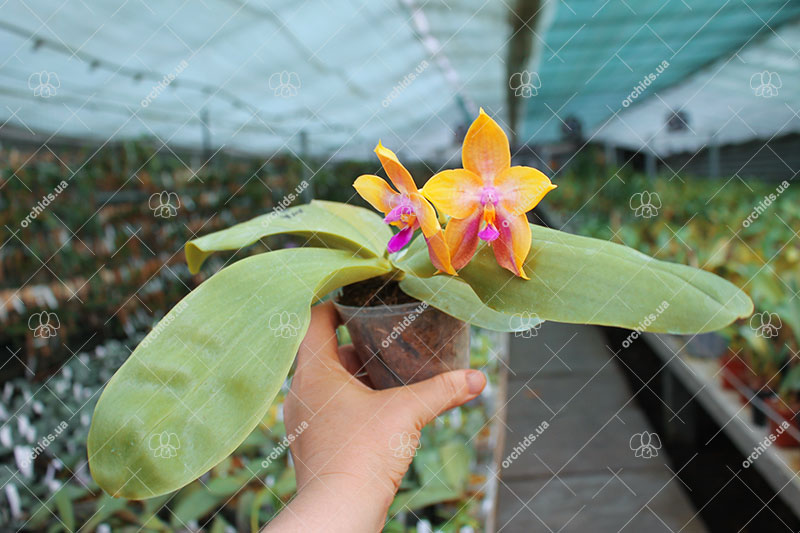 Phalaenopsis LD's Bear King 'YK-14' x Miro Super Star.jpg