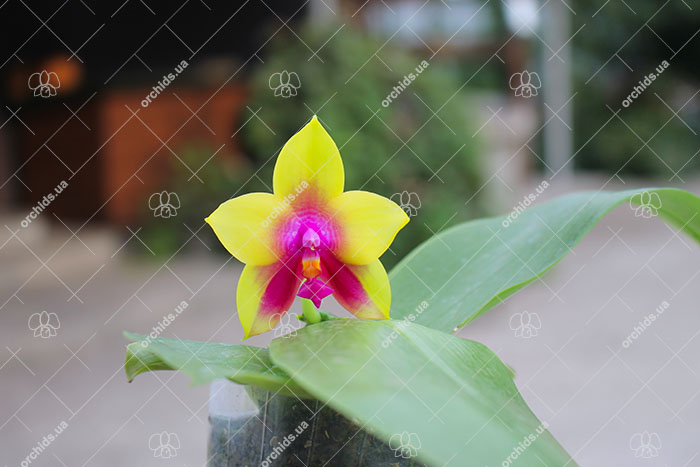 Phalaenopsis LD Bear Queen ‘175’ (clone).jpg