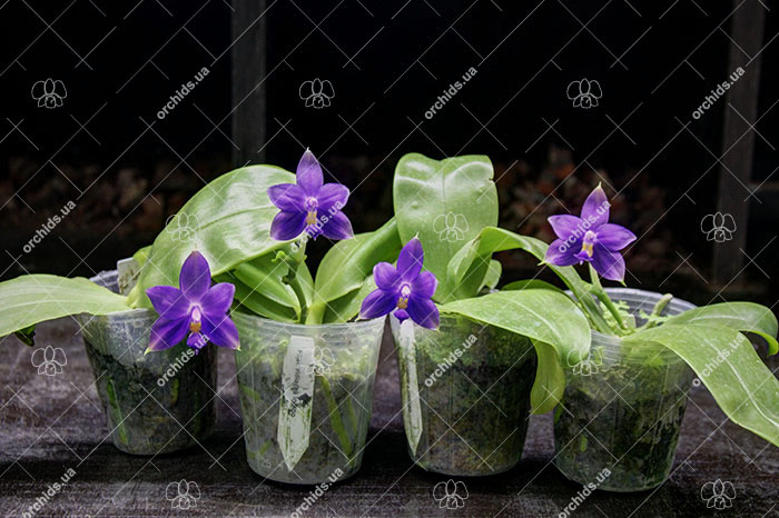 Phalaenopsis violacea indigo.jpg