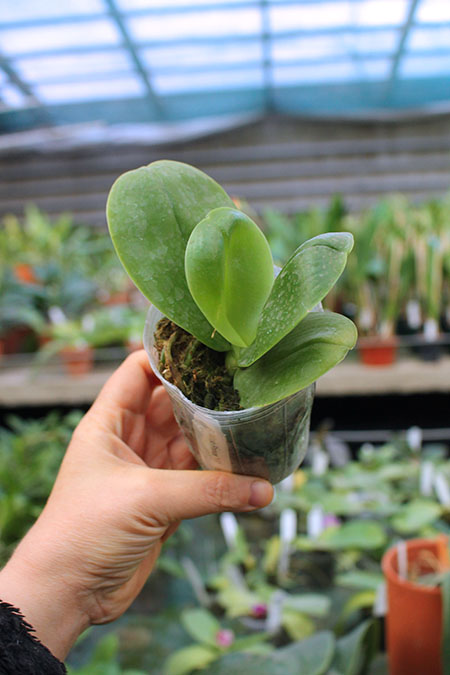 Phalaenopsis Mituo Prince 'YR'.jpg