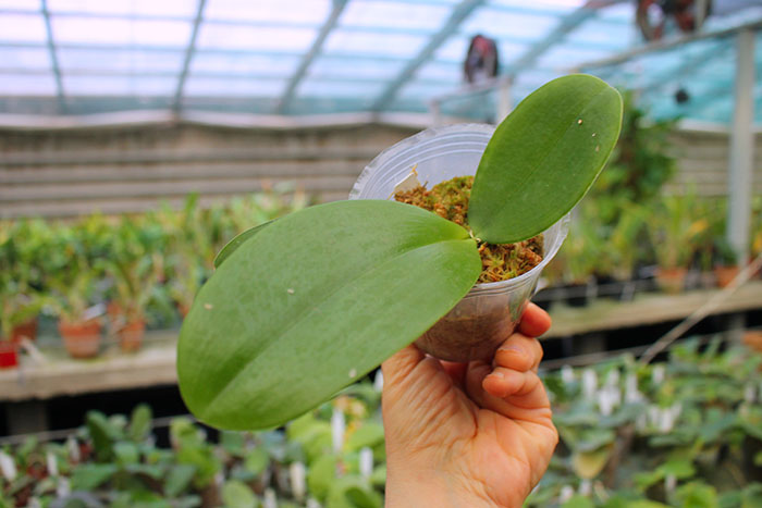 Phalaenopsis YangYang Gigan Cherry ‘#1’.jpg