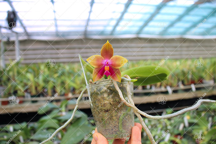 Phalaenopsis (Yin's Bellina Kaiulani x Ld's Bear Queen ) x Dragon Tree Eagle 'Red Eagle'.jpg