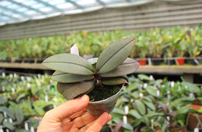 Phalaenopsis schilleriana x finleyi.jpg