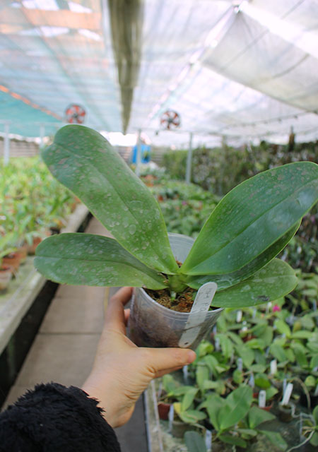 Phalaenopsis Orchid World 'Bonnie Vasquez'.jpg