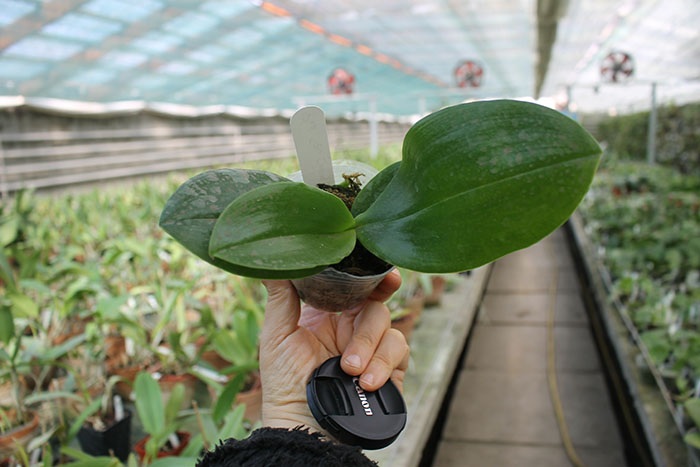 Phalaenopsis Tzu Chiang Chrisna (Phalaenopsis Timothy Christopher x Phalaenopsis Yungho Geld Canary).jpg