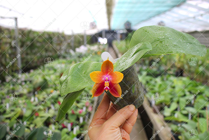 Phalaenopsis Nobby’s Green Eagle x (Sogo Kaiulani-Dragon Tree Eagle).jpg