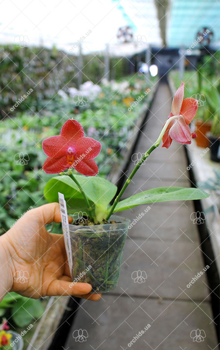 Phalaenopsis LD Sun Dragon 'Snake Scales'.jpg