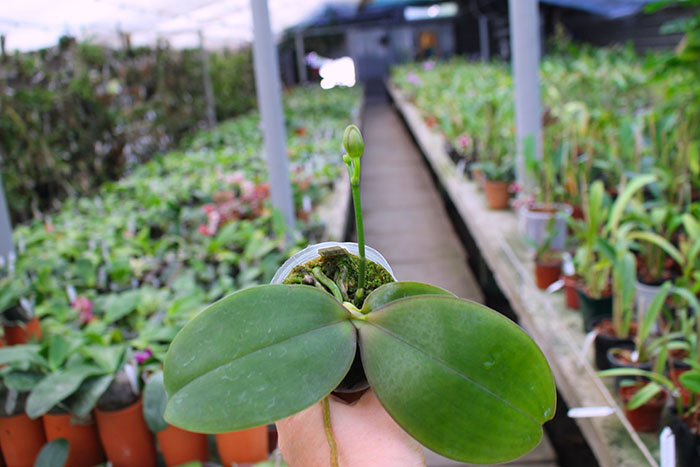 Phalaenopsis Joy Jewel Box (Joy Spring Venus x Buena Jewel).jpg