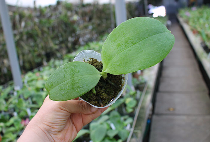 Phalaenopsis Jong's Gigan Cherry x Kingfisher's Dragon Wing.jpg