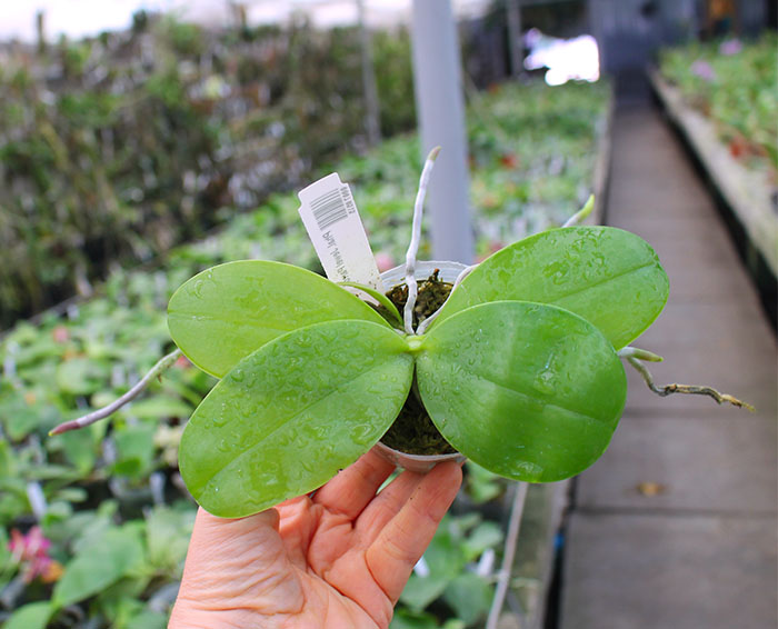 Phalaenopsis Chienlung Jewel Parrot.jpg