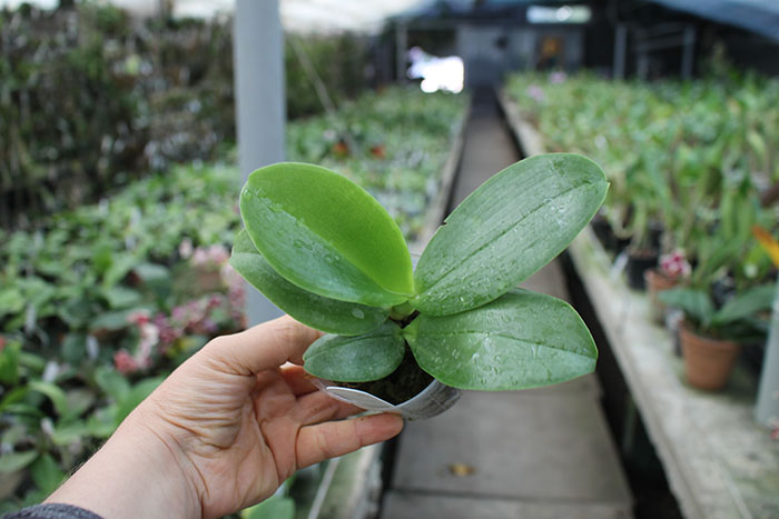 Phalaenopsis Joy spring Tina 'Tina'.jpg