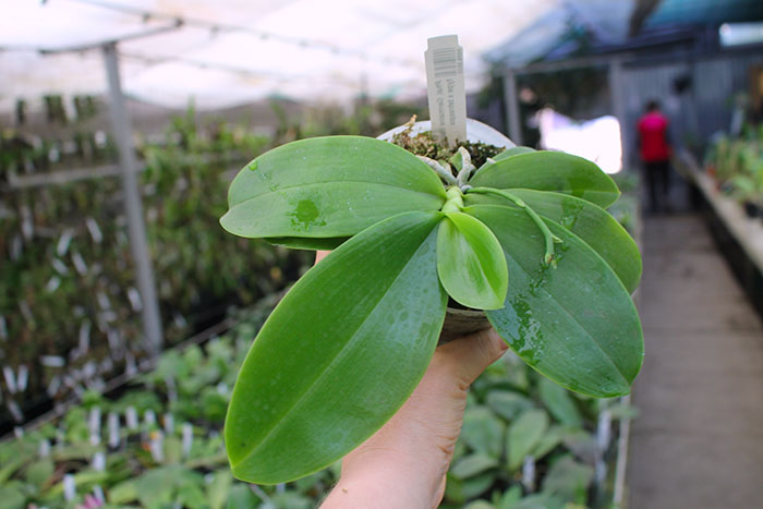 Phalaenopsis Germaine Vincent indigo type x tetraspis.jpg