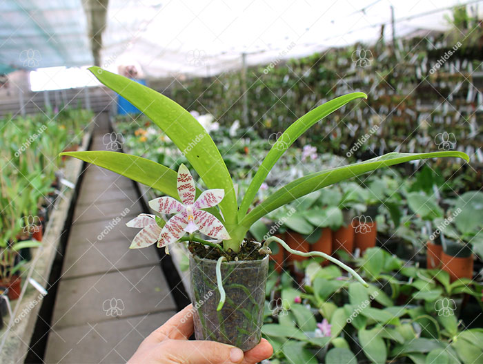 Phalaenopsis hieroglyphica.jpg