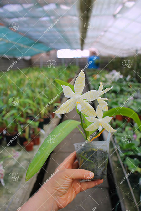 Phalaenopsis hieroglyphica var flava.jpg