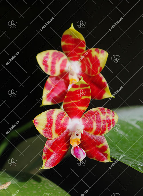 Phalaenopsis Brother Ambo Passion.jpg