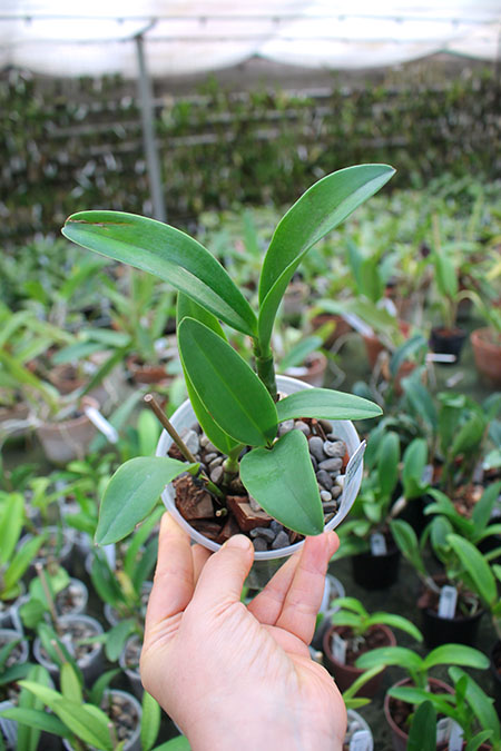 Sophrolaeliocattleya Katherine Clarkson 'SVO' x Mem Evelyn Paquette 'SVO'.jpg