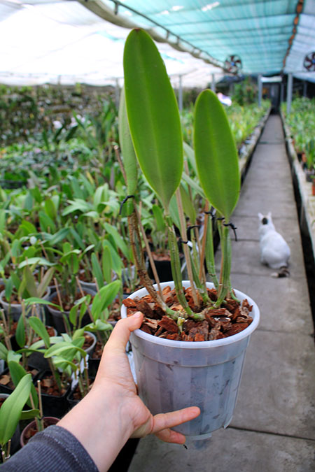 Cattleya lueddemanniana coerulea (Siquesique x Amparo) x Cattleya lueddemanniana tipo escura 'Guacamuco'.jpg