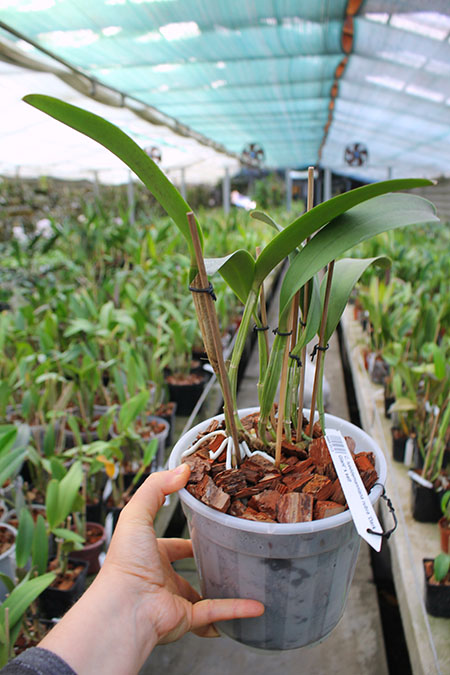 Cattleya lueddemanniana rubra 'Dark Giant' x self.jpg
