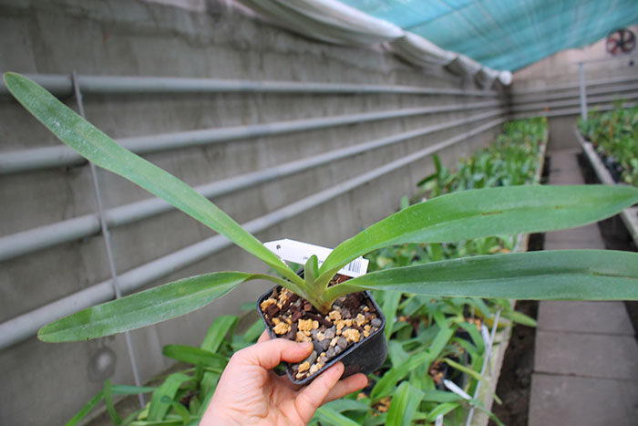 Paphiopedilum Lady Isabel.jpg