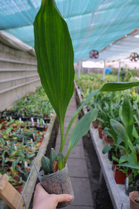 Lycaste Arisugawa (Kitayama x Shoalhaven 'Kyoto').jpg