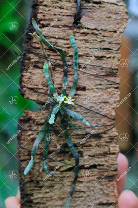 Taeniophyllum obtusum.jpg