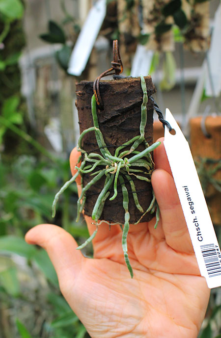 Chiloschista segawai.jpg