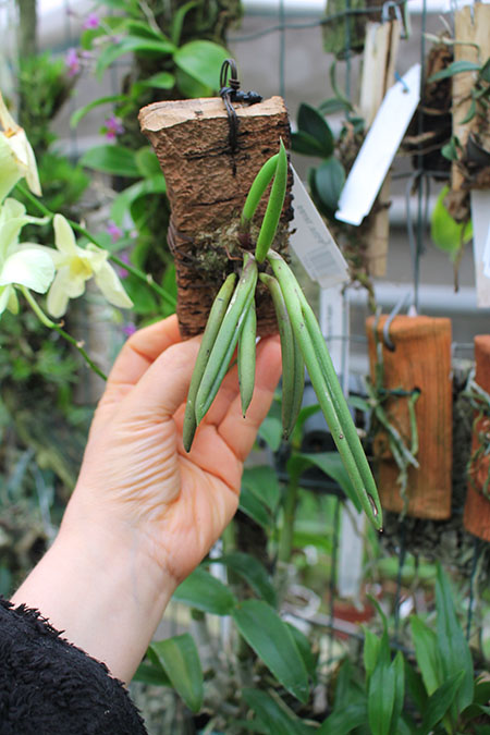Pleurothallis teres.jpg