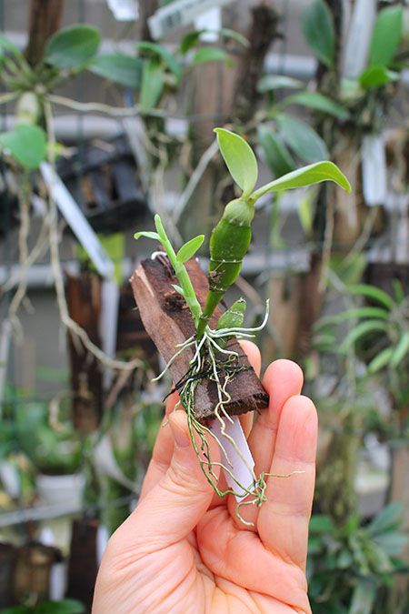 Dendrobium trantuanii.jpg